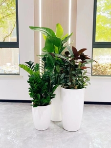 余姚盆景租摆设计